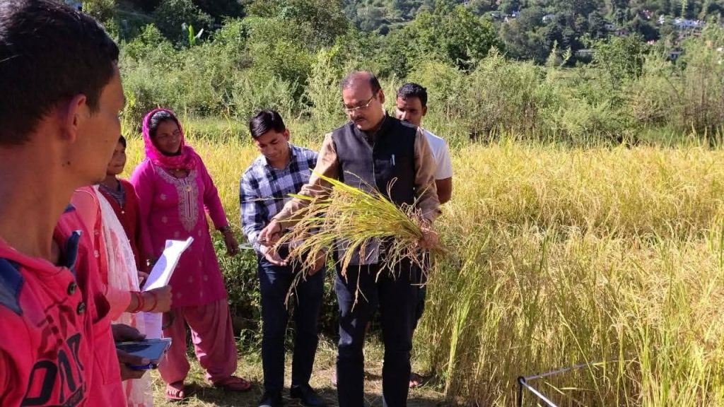 डीएम की देखरेख में हुई धान की फसल की क्रॉप कटिंग