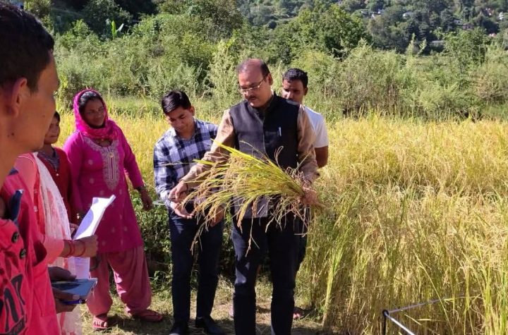डीएम की देखरेख में हुई धान की फसल की क्रॉप कटिंग
