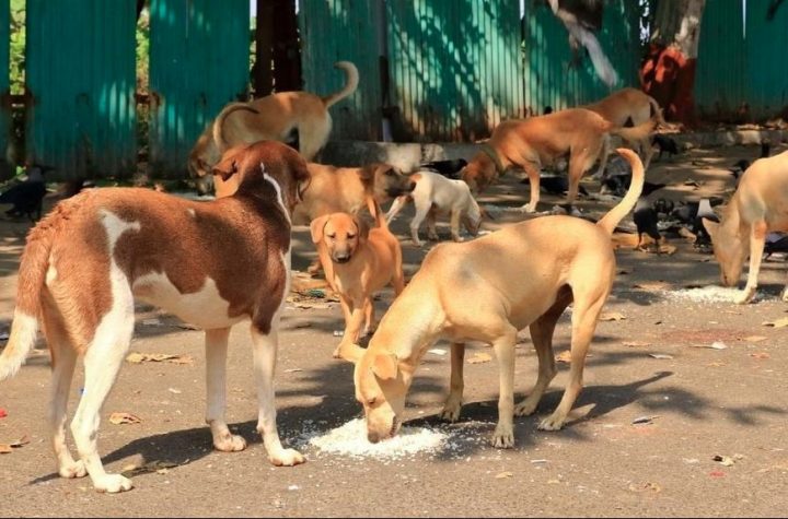 हर वार्ड में बनेंगे निराश्रित कुत्तों के भोजन स्थल, सुप्रीम कोर्ट के निर्देश पर जारी हुई नियमावली