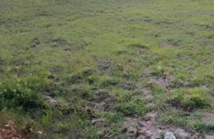 उत्तराखंड में सूखे जैसे हालात, कम बारिश-बर्फबारी से खेती, पर्यटन और पर्यावरण पर संकट