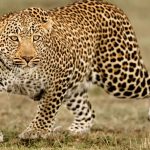 खुटियाखाल में तेंदुए का हमला, महिला की मौत से गांव में दहशत