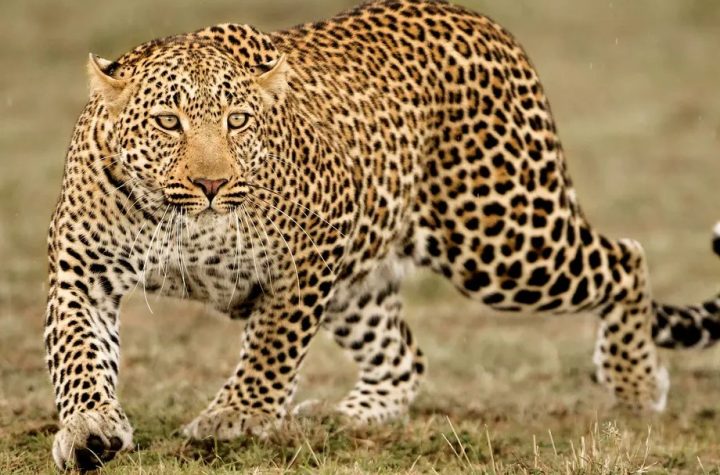 खुटियाखाल में तेंदुए का हमला, महिला की मौत से गांव में दहशत