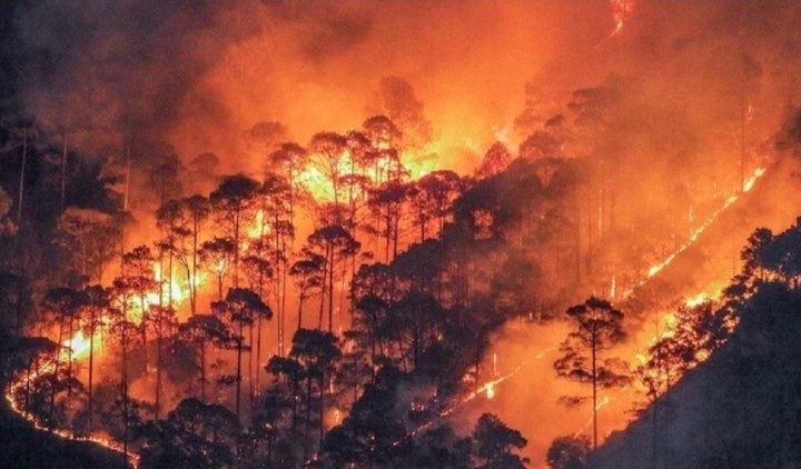 उत्तराखंड में बढ़ी वनाग्नि की घटनाएं, फायर सीजन में अब तक 73 मामले दर्ज