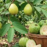 पाचन संबंधी समस्याओं से लेकर डायबिटीज और सर्दी-जुकाम में भी फायदेमंद है अमरूद