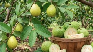 पाचन संबंधी समस्याओं से लेकर डायबिटीज और सर्दी-जुकाम में भी फायदेमंद है अमरूद