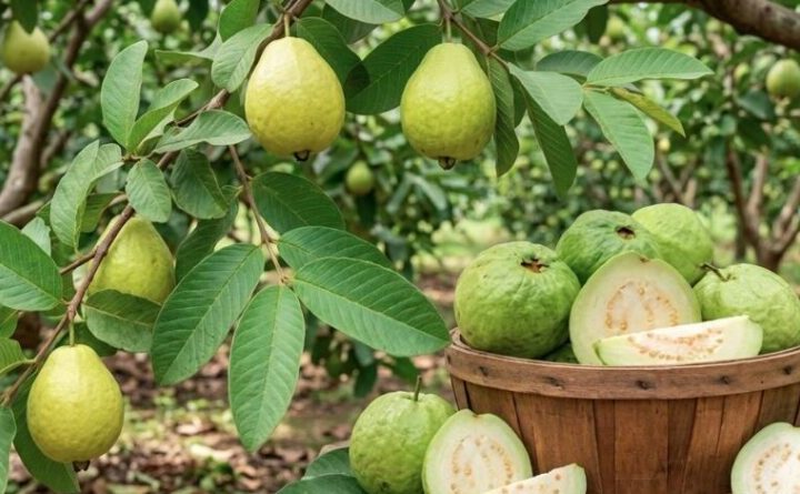 पाचन संबंधी समस्याओं से लेकर डायबिटीज और सर्दी-जुकाम में भी फायदेमंद है अमरूद