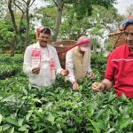 कृषि मंत्री गणेश जोशी ने असम के हाथीकुली चाय बागान का किया अवलोकन