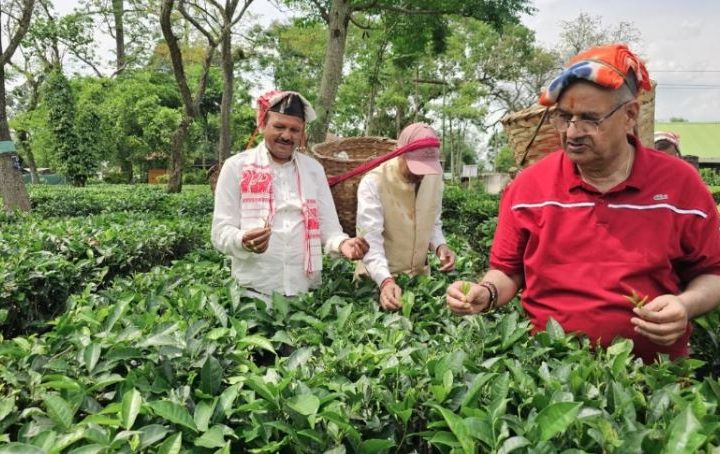 कृषि मंत्री गणेश जोशी ने असम के हाथीकुली चाय बागान का किया अवलोकन