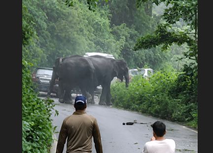 कोटद्वार हाईवे पर हाथियों का आतंक, तीन वाहन क्षतिग्रस्त; सड़क पर लगा लंबा जाम
