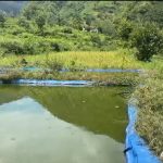 मछली पालन से स्वरोजगार की मिसाल पेश कर रहे पाबौ के राजेंद्र चमोली